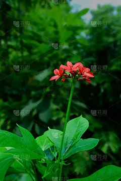 红花，花园里的小红花，红花花束。
