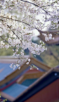 塔亭之上看春光，
梨花成遍似雪霜。