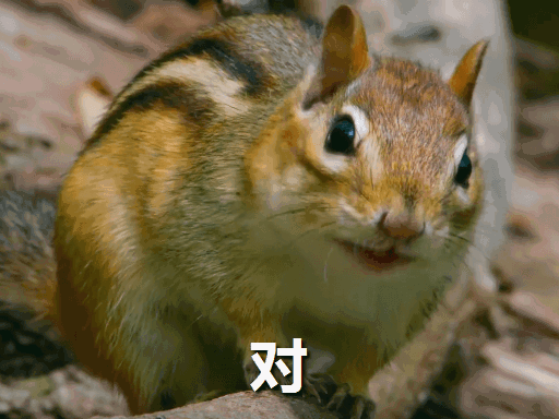 对对鼠，松鼠，啊对对对你是对的，动物世界，表情包，萌，可爱，小小松鼠拿捏-花瓣网
