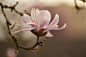 Karen Forsyth在 500px 上的照片Gentle Magnolia