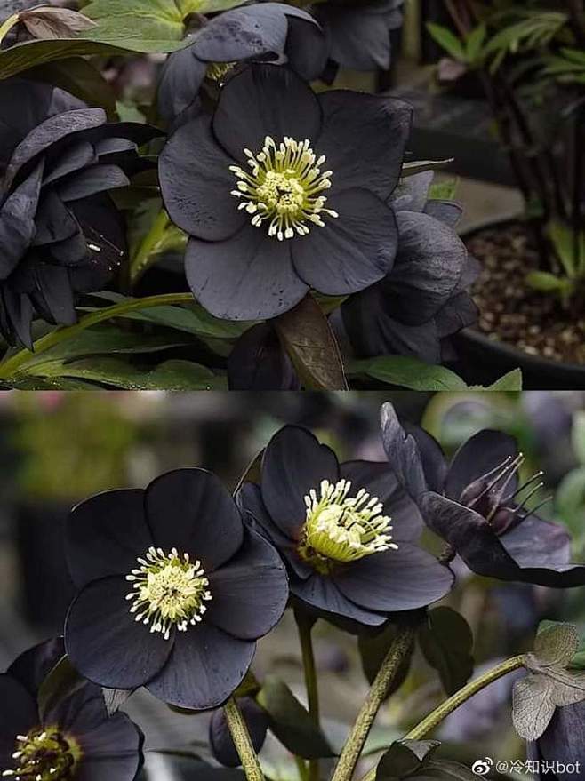 Helleborus x hybridu...