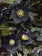 Helleborus x hybridus，铁筷子属，由于紫得近乎黑色，别称“Black Beauty黑美人”。 ​​​​
