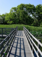 Lake Sanaru, Hamamatsu-city, Japan. 根川湿地　Wetlands of Lake Sanaru: 