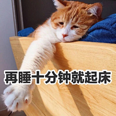 浅巷墨漓彡采集到橘猫