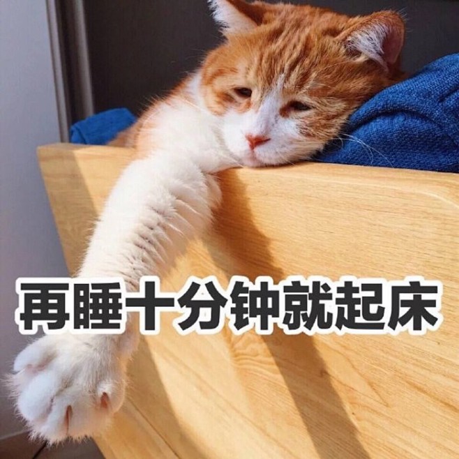 橘猫