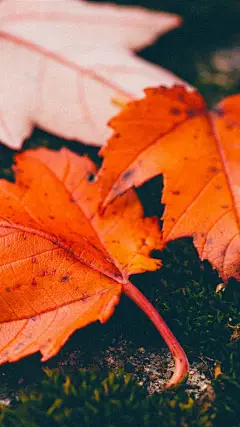 唯美枫叶iPhone7手机壁纸