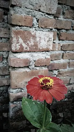 纸的花