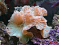 Fox coral, Jasmine sea coral...so pretty: 