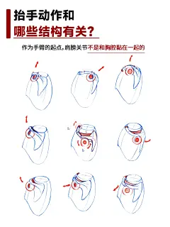 肩膀结构画法示范～ - 小红书