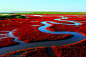 辽宁盘锦红海滩别样秋色 红色海洋诱惑 : 每逢初秋，辽宁盘锦红海滩便开始变红，就像在海面上织起一片红毯。