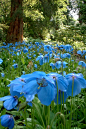 Meconopsis betonicifolia Franch. 藿香叶绿绒蒿