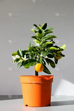 室内植物Citrus calamonin被阳光照亮在灰色背景，垂直。家庭园艺