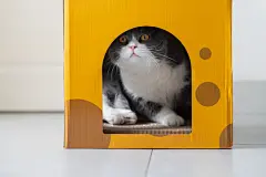 点击来源直接获取大图文件 |British shorthair cat inside a cardboard box cat litter