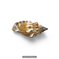 贝壳 海螺 海星 海马 海洋主题素材