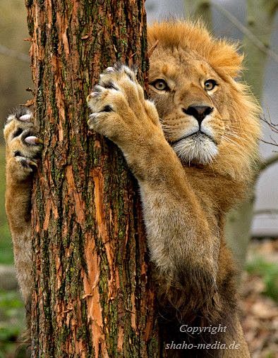 Lion:  Sharpening Hi...