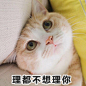 理都不想理你