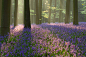 全部尺寸 | Bluebells, Micheldever Woods | Flickr - 相片分享！