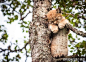 挪威的森林里，摄影师拍到了一只在树上睡着了的小山猫。好萌！！