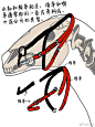 绘画参考 画师モトイチ（id=679243）的马辔头绘制小课堂不多见的配饰教程，马住！ ​​​​