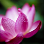 采自LYnn的花瓣画板“花们”。