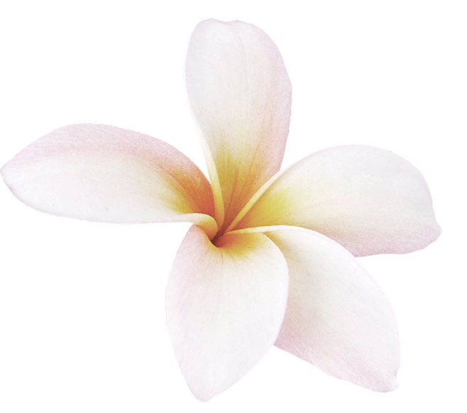 鸡蛋花 植物 花 png