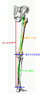 [转载]下肢结构分析
