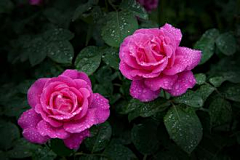 六月幽雪采集到玫瑰系列