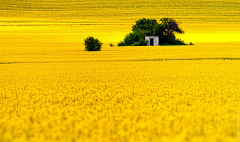 嘘xu~采集到photo.yellow