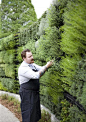 An excellent example of a vertical garden for sustainability.: 