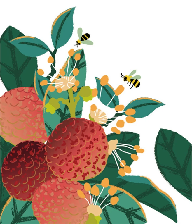 耕阡陌插画 荔枝蜜包装插画-花瓣网