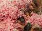 【油画细节】劳伦斯·阿尔玛-塔德玛（英国）丨Lawrence Alma-Tadema(1836-1912) 丨The Roses of Heliogabalus 埃拉加巴卢斯的玫瑰（1800*1313），1888丨#带你去油画里的世界#