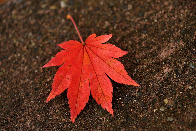 Photograph The maple...