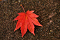 Photograph The maple leaf  2011 by Kikuchi Nobuyuki on 500px