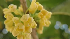 八月桂花香桌面壁纸桌面壁纸2