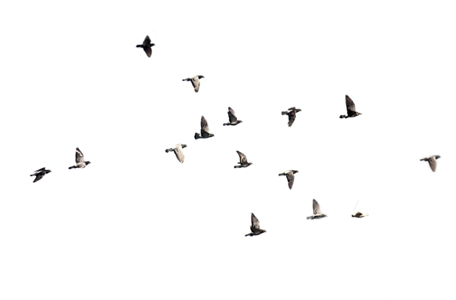 鸟类， 一群鸟