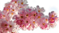 spring-flowers-cherry-sakura-395.jpg (1920×1080)