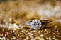 Radu Adrian在 500px 上的照片Wedding ring