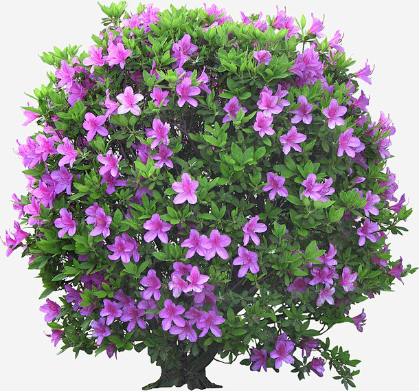 景观植物锦绣杜鹃灌木球png免抠素材_新...