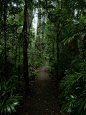 DorrigoNationalPark_NewSouthWales_Camping_WongaWalk-7.jpeg