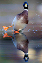 【动物世界】野鸭摄影图赏 <wbr> <wbr>40P