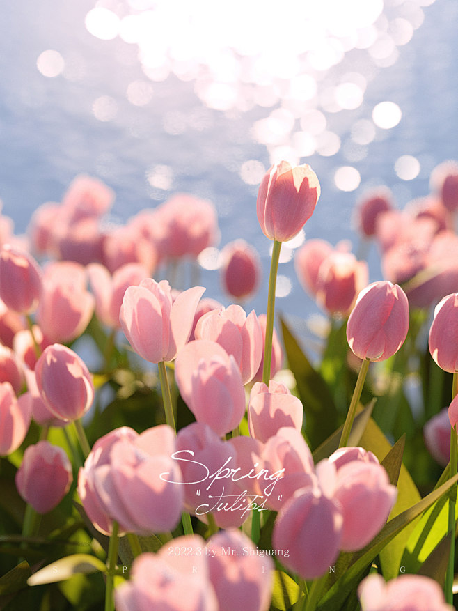 Tulip 项目 | Behance 上...