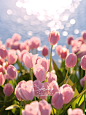 Tulip 项目 | Behance 上的照片、视频、徽标、插图和品牌