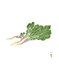 蔬食绘画  其二    给素食小白的新书所设计的插图   订阅微信：eooobird    鸟先森的微博：weibo.com/solderiron

(9张)