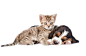 猫狗