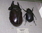 【亚克提恩大兜虫（Acteon beetle）】南美洲亚马逊雨林有许多世界知名的大型兜虫，亚克提恩大兜虫则是象兜虫属里所有已知种类中公虫体型最大的，号称地表上最有份量、力气最大的兜虫。它可以长到5英寸（约12.7厘米）长，1.6英寸（4厘米）厚。像大部分甲虫一样，它背上有一个厚而硬的盔甲。成虫通体哑光黑色，有些个体会呈现深褐色，公虫拥有发达的头角及左右方向前深伸出的粗大胸角， 因为两个大型胸角突起, 有的虫友戏称它为蝙蝠侠大兜。事实上，由于其庞大的身躯，成虫几乎没有天敌。