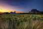 Sunflower field landscape