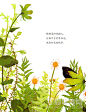 植物是阳光猎人 植物—植物群 科学绘本 内容页1