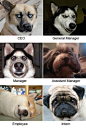 dog job ceo manager employee intern