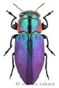 A mounted specimen of a Moroccan jewel beetle from my collection. I got it from friends, they collected it in the Saharan region. Its length is 10 mm. I've made stacks from 3 different views, all of them were stacked in Combine ZM. Here I used my regular 