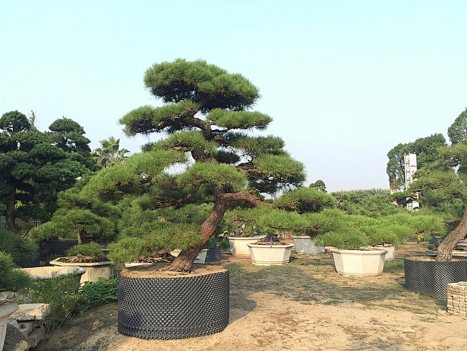 黑松